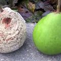 Why do pear fruits rot on a tree and what to do, measures to combat the disease