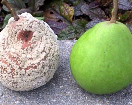 Why do pear fruits rot on a tree and what to do, measures to combat the disease