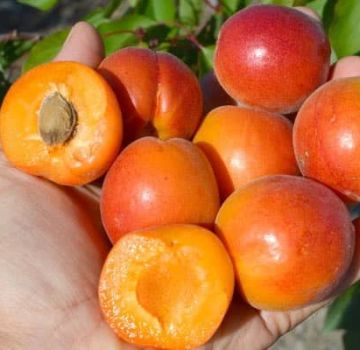 The best varieties of apricot for the Moscow region and their description, which trees to plant