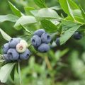 Description and characteristics of the blueberry variety Spartan, planting and care rules