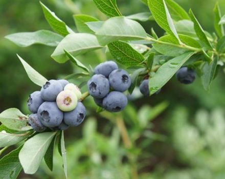 Descripción y características de la variedad de arándanos Spartan, reglas de plantación y cuidado.