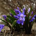 Description de 20 variétés et types de Chionodox, plantation et entretien en plein champ