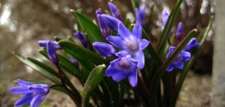 Description de 20 variétés et types de Chionodox, plantation et entretien en plein champ