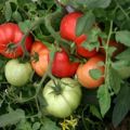 How to plant and grow tomatoes without watering