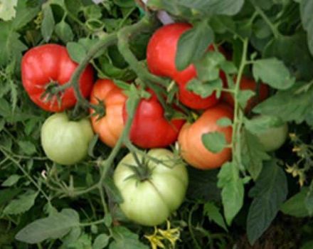 How to plant and grow tomatoes without watering