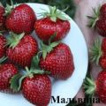 Penerangan dan ciri-ciri varieti strawberi Malvina, penanaman, penanaman dan penjagaan