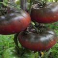 Description and characteristics of the tomato variety Black Baron