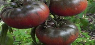 Description et caractéristiques de la variété de tomate Black Baron