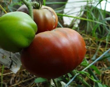 Description de la variété de tomate Lilac Lake, caractéristiques de culture et avis des jardiniers