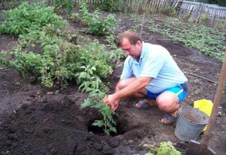 When is it better to plant raspberries - in autumn or spring, what time frame to choose