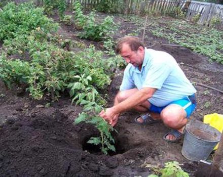 Quand est-il préférable de planter des framboises - en automne ou au printemps, quel délai choisir