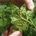 Cómo lidiar con los pulgones en las frambuesas durante la fructificación, cómo procesar