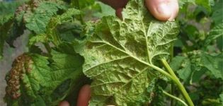 Cara mengatasi aphid pada raspberi semasa berbuah, cara memprosesnya