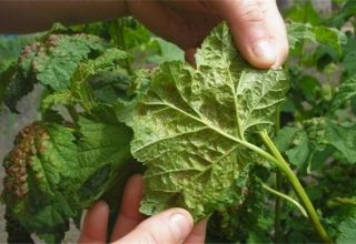 Cómo lidiar con los pulgones en las frambuesas durante la fructificación, cómo procesar