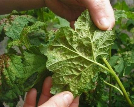 Cómo lidiar con los pulgones en las frambuesas durante la fructificación, cómo procesar