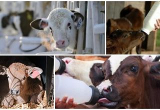 Durée de la période laitière lors de l'élevage des veaux et de l'alimentation