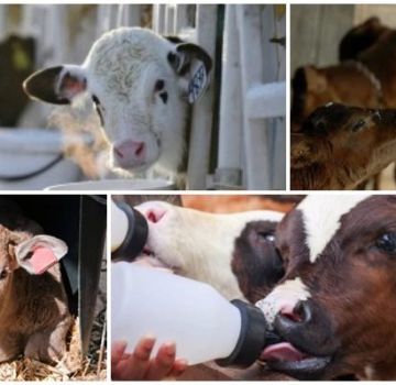 Duración del período de leche para la cría de terneros y dieta