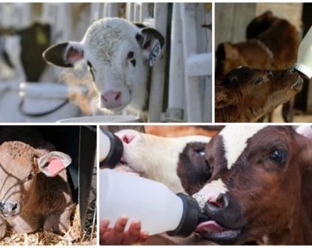 Durée de la période laitière lors de l'élevage des veaux et de l'alimentation