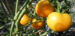 Description of the variety of tomato Zero, its characteristics and productivity