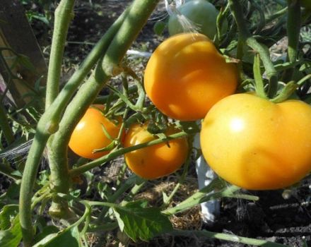 Description de la variété de tomate Zero, ses caractéristiques et sa productivité