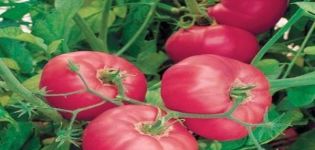 Description of the tomato variety Soviet and its characteristics