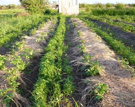 Description et règles pour effectuer le nivelage des pommes de terre en éventail