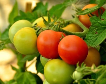 Description de la variété de tomate Effet, ses caractéristiques et son rendement