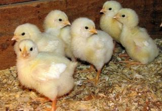 How to grow broilers at home, maintenance and care