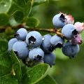 50 jenis blueberry kebun terbaik dengan penerangan dan ciri