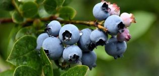 50 jenis blueberry kebun terbaik dengan penerangan dan ciri