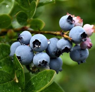 50 mejores variedades de arándanos de jardín con descripciones y características