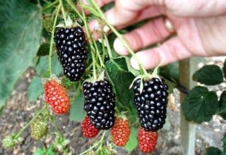 Description and characteristics of the Natchez blackberry variety, reproduction, planting and care