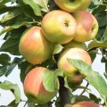 Characteristics and description of the apple variety Zarya Alatau, regions of cultivation and taste of fruits