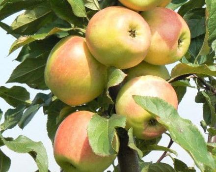 Caractéristiques et description de la variété de pomme Zarya Alatau, régions de culture et goût des fruits