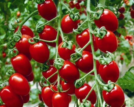 Characteristics and description of the cherry tomato variety Strawberry, its yield