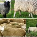 Description and characteristics of Kuibyshev sheep breed, maintenance rules