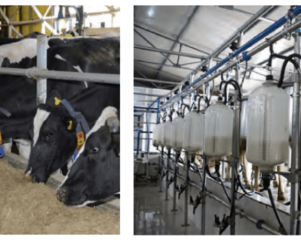 How to increase the fat content and milk yield of a cow at home, how to feed