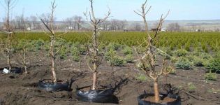 Cómo y cuándo es mejor trasplantar cerezas a otro lugar.