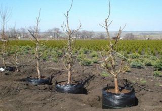 Comment et quand est-il préférable de transplanter des cerises dans un autre endroit