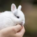 Règles pour le soin et l'entretien des lapins nains à la maison