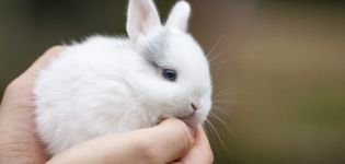 Règles pour le soin et l'entretien des lapins nains à la maison