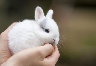 Règles pour le soin et l'entretien des lapins nains à la maison