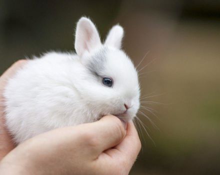 Règles pour le soin et l'entretien des lapins nains à la maison