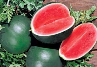 Description of the watermelon variety Ogonyok, its cultivation in the open field and in the greenhouse, ripening terms