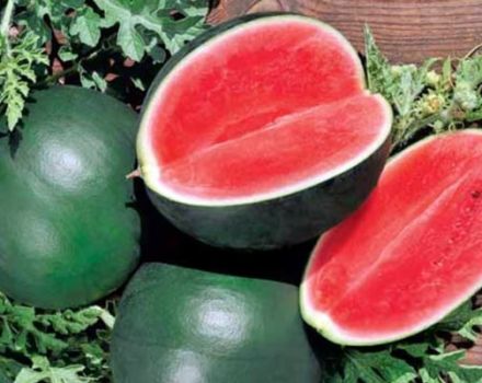 Description of the watermelon variety Ogonyok, its cultivation in the open field and in the greenhouse, ripening terms