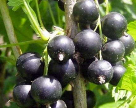 How to properly harvest olives, timing and necessary tools