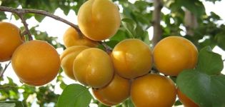 Description of the Ulyanikhinsky apricot variety, yield characteristics and cultivation