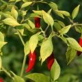 Planting, growing and caring for hot peppers in the open field