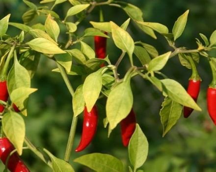 Planting, growing and caring for hot peppers in the open field