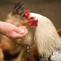 Is it possible to give oats to chickens, germination rules and how to introduce it into the diet